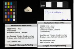 Foto (Objekt + Etiketten) von ? Goniodromitidae indet. 